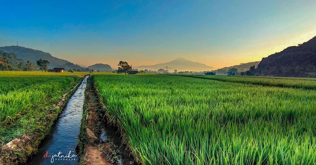 Persawahan Sumedang: Keindahan Alam yang Memukau Hati