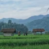 Ini Namanya Persawahan di Sumedang! Alamnya Indah Banget, Bikin Hati Adem!