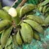 Minuman tradisional dari buah Gedang Klutuk