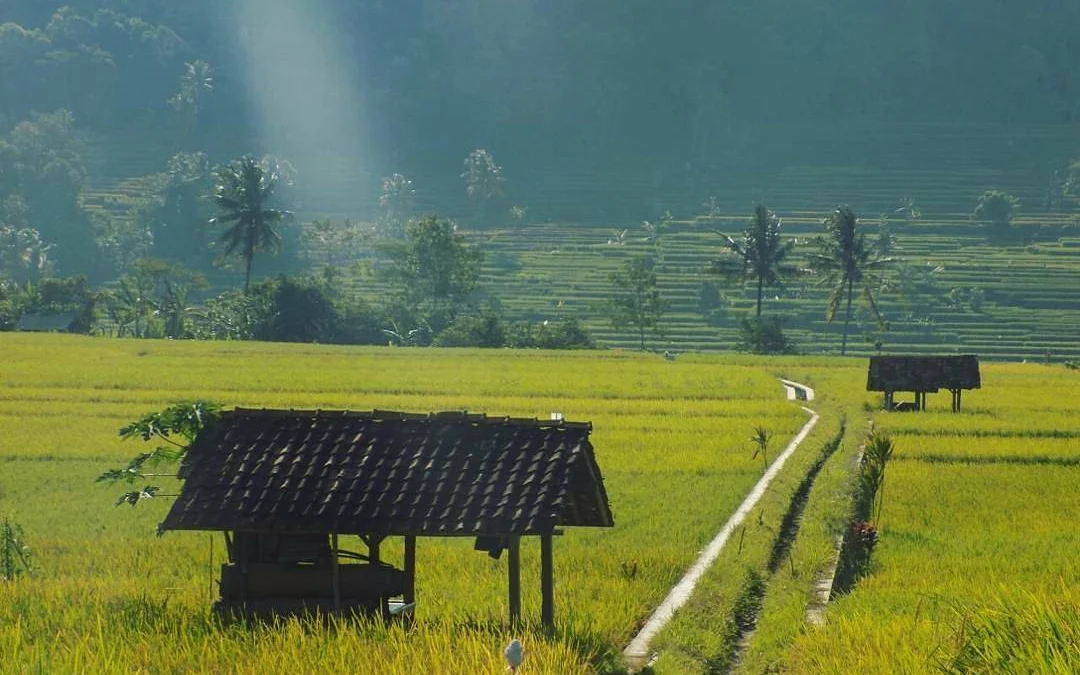 Ini Beneran Persawahan di Sumedang? Baru Tau Ternyata Se-indah Ini!