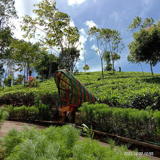 Keliling Wisata Agrowisata Disbun Sumedang Sambil Menikmati Teh Celup Olahan Tradisional Dengan Pucuk Pilihan