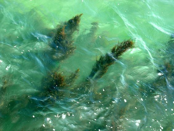 Magic Sea Weed (MSW) Pantai Pangandaran Pertanda Ombak