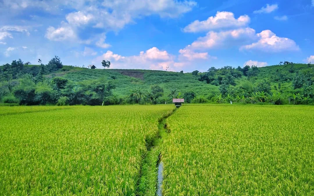 Indahnya Persawahan di Pedesaan Sumedang Ini, Yuk Nikmati Alam Disini!