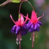 Mengungkap Asal Usul Warna Fuchsia Ternyata Berasal Dari Keindahan Bunga Fuchsia