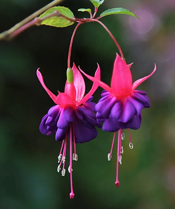 Mengungkap Asal Usul Warna Fuchsia Ternyata Berasal Dari Keindahan Bunga Fuchsia