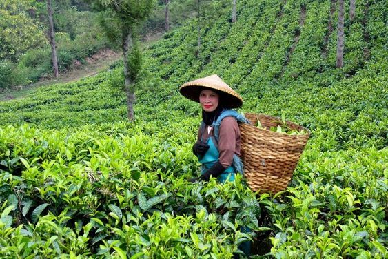 Wisata Edukasi Perkebunan Teh Margawindu: Mempelajari Kehijauan dan Kelezatan Secara Berwawasan