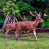 Wisata Cagar Alam Pananjung Pangandaran dan Lokasinya