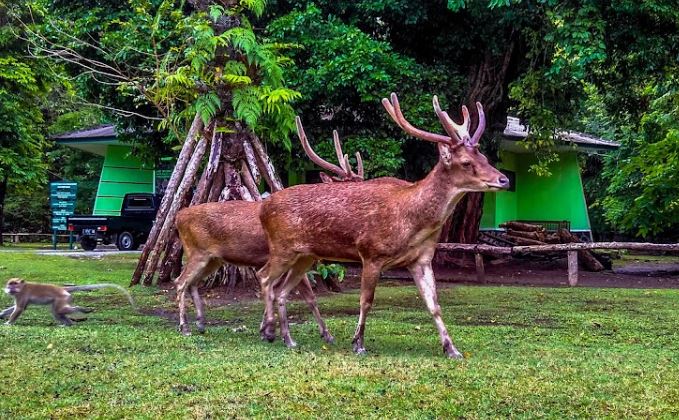 Wisata Cagar Alam Pananjung Pangandaran dan Lokasinya