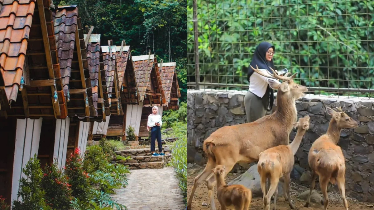 Penginapan Terdekat dan Wisata Edukasi Kebun Binatang Pertama di Sumedang! Keren Banget!