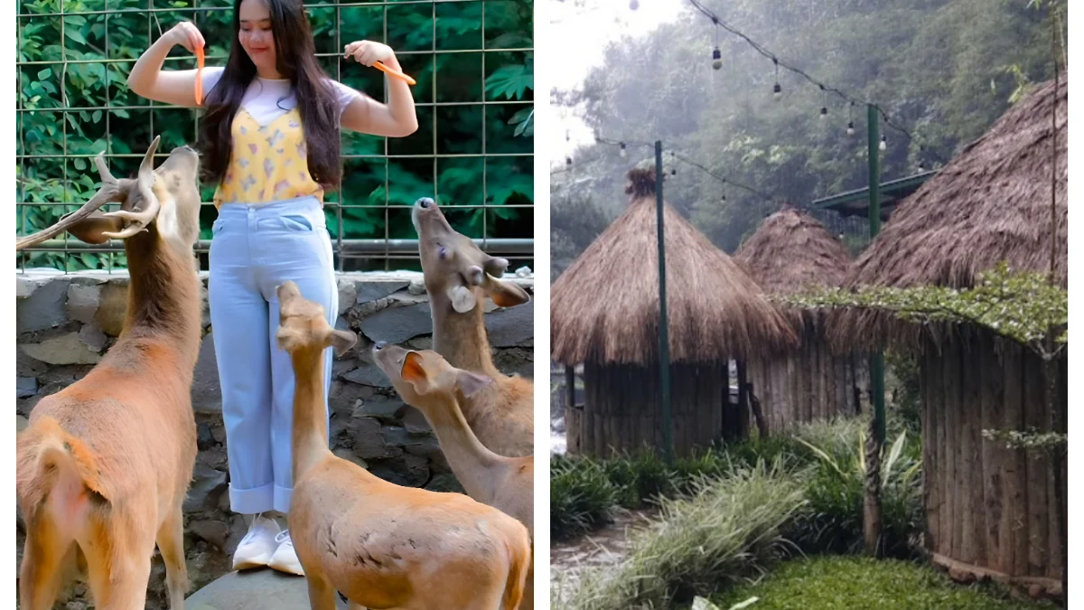 Feeding Rusa Timor di Tempat Wisata Unik di Sumedang Dengan Suasana Budaya dan Modern yang Menjadi Satu