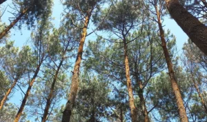 Kekayaan Alam Flora dan Fauna di Cakrabuana, Sumedang