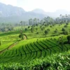 Keindahan Agrowisata Perkebunan Teh di Citengah Sumedang