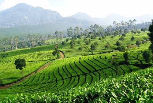 Keindahan Agrowisata Perkebunan Teh di Citengah Sumedang