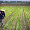 Mendalami Alam dan Pertanian Melalui Wisata Agroedukasi di Sumedang