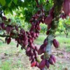 Menikmati Agrowisata Kelezatan Kebun Coklat Sumedang