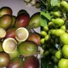 Lawan Infeksi Virus Dengan Mekonsumsi Buah Matoa, Inilah Kandungan Yang Bermanfaat di Buah Matoa!