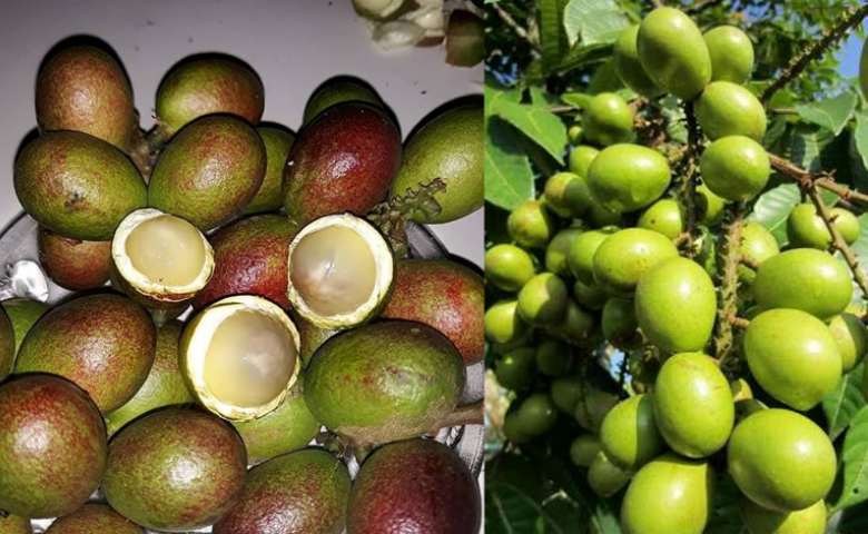 Lawan Infeksi Virus Dengan Mekonsumsi Buah Matoa, Inilah Kandungan Yang Bermanfaat di Buah Matoa!