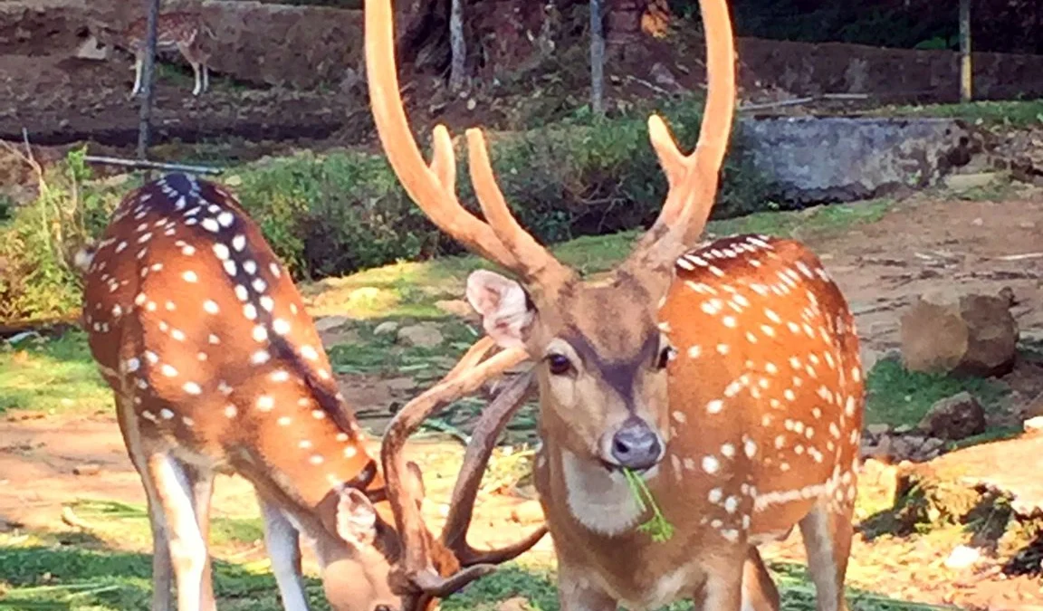 Flora dan Fauna Sumedang, Mengamati Kehidupan Rusa di Kampung Karuhun