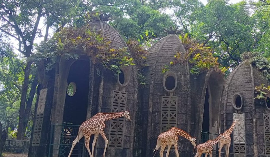 Taman Margasatwa Ragunan Bawa Anak atau Bawa Main Ponakan Boleh Nih Untuk Jadikan Referensi Liburan