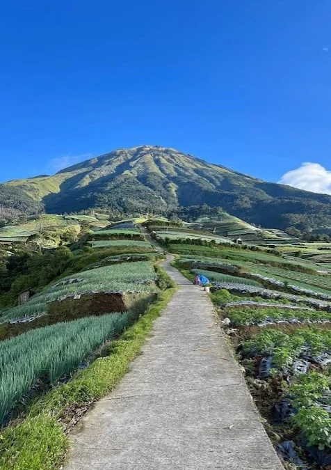 Wisata Negeri Sayur Sukomakmur yang Tersembunyi