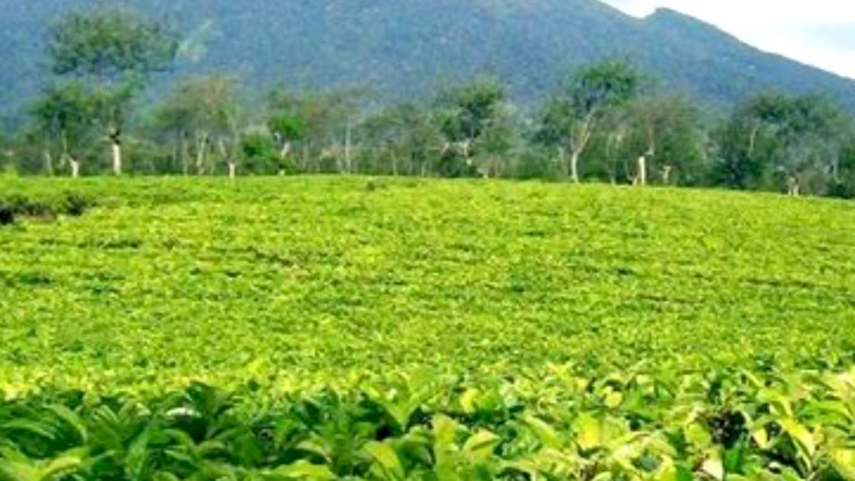 Potret Kehidupan Masyarakat di Daerah Perkebunan Teh Sumedang Bikin Jernih Pikiran