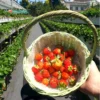 Wisata Petik Strawberry di Kebun Strawberry Dataran Tinggi Jawa Barat, Ada di Sumedang?