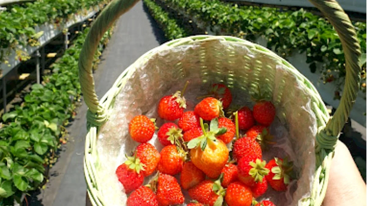 Wisata Petik Strawberry di Kebun Strawberry Dataran Tinggi Jawa Barat, Ada di Sumedang?