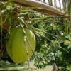 Keunikan Kebun Kelapa dan Pengolahan Kelapa di Sumedang : Menggali Potensi Alam dalam Kreasi Kuliner dan Produk Kreatif