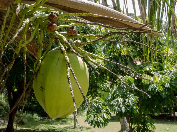 Keunikan Kebun Kelapa dan Pengolahan Kelapa di Sumedang : Menggali Potensi Alam dalam Kreasi Kuliner dan Produk Kreatif