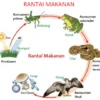 Pengertian Rantai Makanan dan Gambarnya