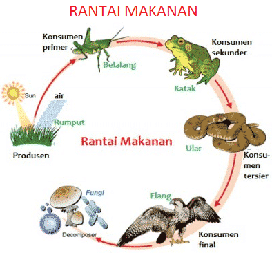 Pengertian Rantai Makanan dan Gambarnya