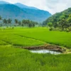 Unik Banget, Wisata Pemandian Air Panas di Sumedang ini Tersembunyi di Tengah Sawah