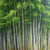 Hutan Bambu dan Kebun Anggrek Tanjung Medar, Sumedang: Keindahan Tak Tertandingi dengan Harga Tiket Terjangkau