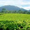 Self Healing di Wisata Agrowisata di Kebun Teh Sumedang, Penuhi Kebutuhan Jiwamu