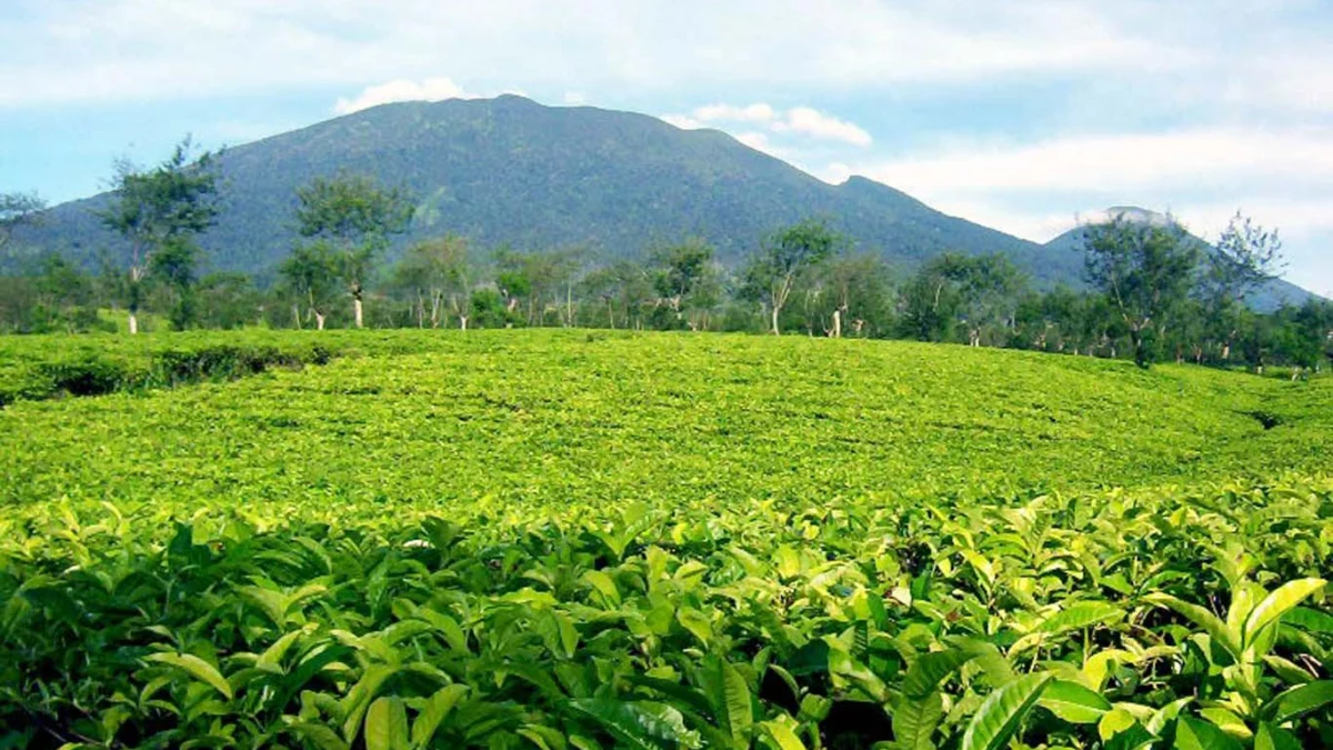 Self Healing di Wisata Agrowisata di Kebun Teh Sumedang, Penuhi Kebutuhan Jiwamu