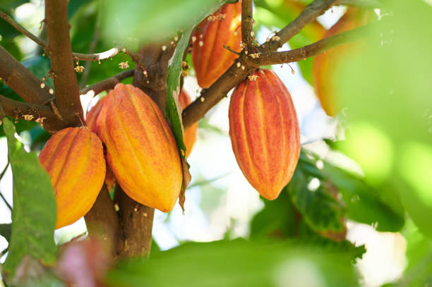 Menjelajahi Wisata Agrowisata: Kebun Coklat di Kaki Gunung Palasari Sumedang