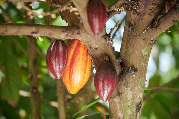 Yuk Pergi Ke Agrowisata Kebun Coklat di Sumedang Ini! Sut Ada Rahasia Bisnisnya Juga!