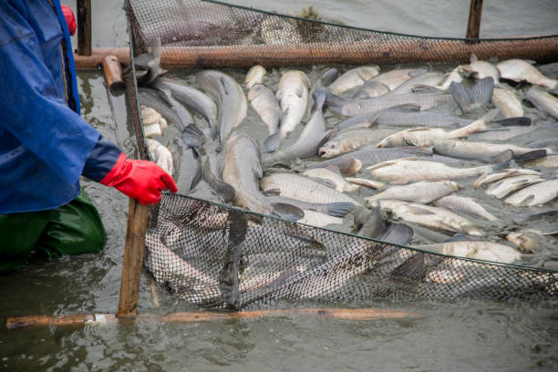 Sumedang Punya Perternakan Ikan Nih! Kepoin Sini Dong!