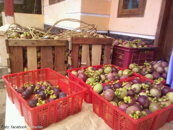 Sagaramanik Tempat Budiadaya Buah Manggis