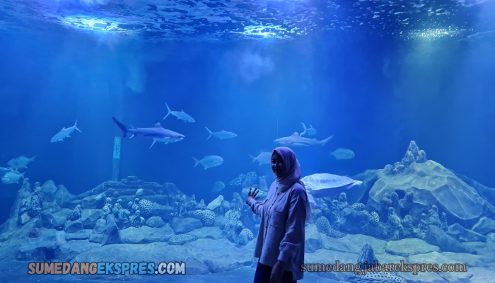 Aquarium Indonesia Pangandaran, Tujuan No 1 Wisata Edukasi Jawa Barat. Cocok Untuk Study Tour Anak Sekolahan