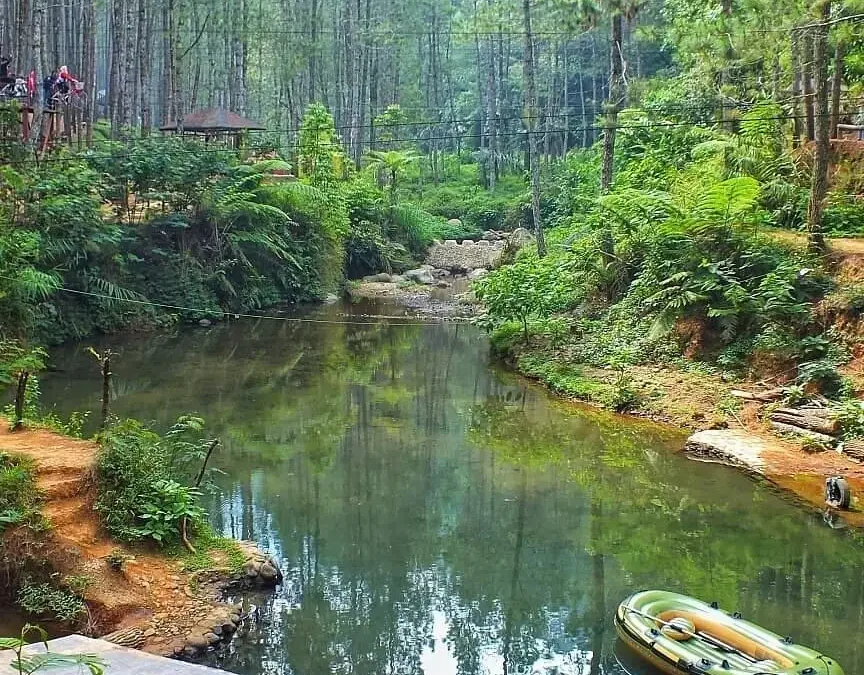 Keindahan Menakjubkan Hutan Pinus Padayungan di Sumedang: Menyatu dengan Alam dalam Kesejukan Pohon-pohon Pinus