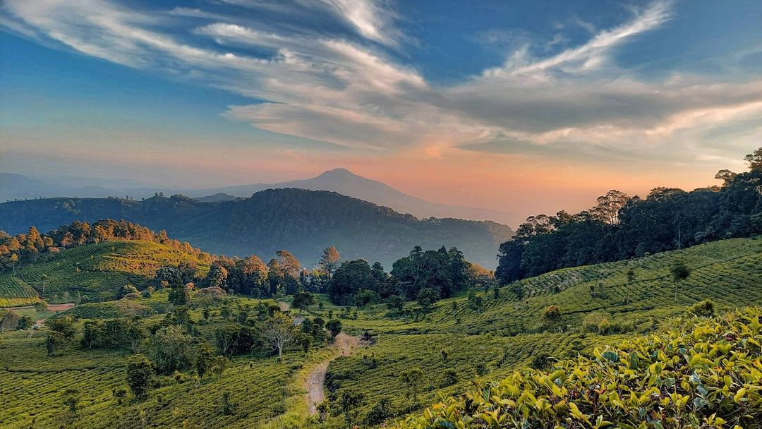 Kebun Teh Ini Beneran Ada di Sumedang ? Makanya Kepoin Sini!