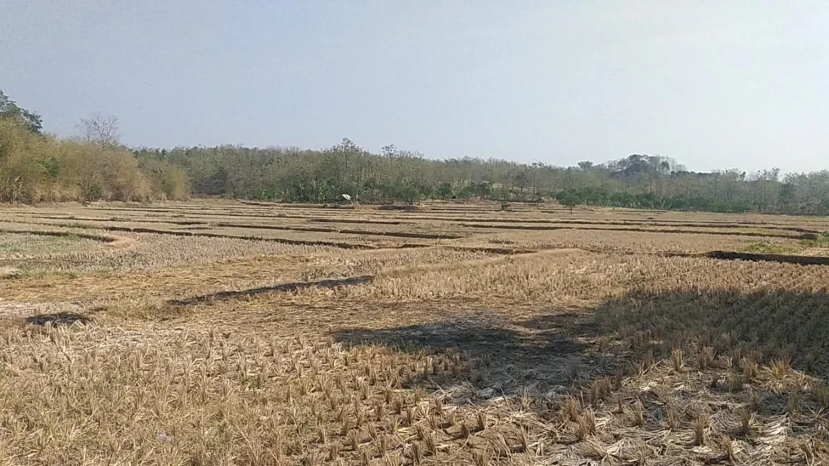 TANDUS: Sejumlah hamparan sawah di Kecamatan Tomo tidak dapat ditanami akibat kemarau berkepanjangan.(istimewa)