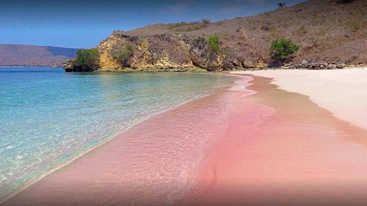 Pantai Pink dan Kehidupan Bawah Laut, Petualangan Warna-warni di Bawah Permukaan