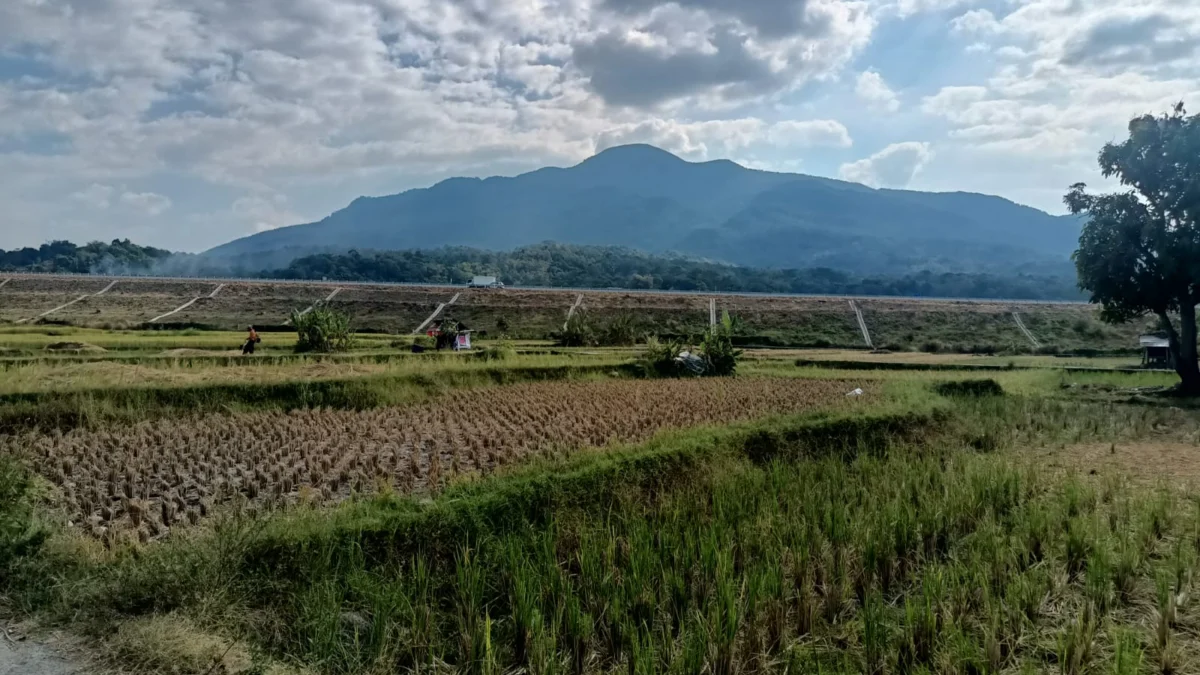 MAIN LAYANGAN: Seorang petani saat mengolah sawah di wilayah Gogongo Desa Conggeang Kulon Kecamatan Conggeang, baru-baru ini.(foto Atep Bimo)