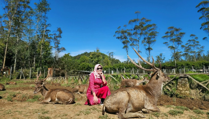 Ranca Upas Bandung: Menikmati Indahnya Alam Ditemani Dengan Banyaknya Rusa, Cocok Untuk Melepas Penat Setelah Bekerja