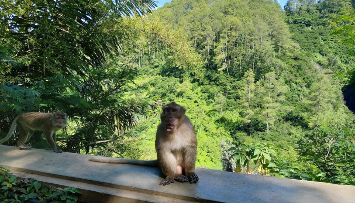 Taman Hutan Raya Ir. H. Juanda: Wisata Alam Favorit Bandung Jawa Barat Disukai Oleh Banyak Wisatawan Domestik