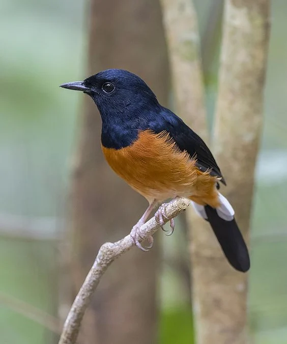 Mengungkap Fakta Menarik Tentang Manfaat Air Kelapa bagi Burung Murai Batu, Bikin Panjang Umur?