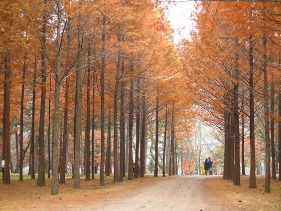 Sejarah Berdirinya Nami Island Korea Selatan