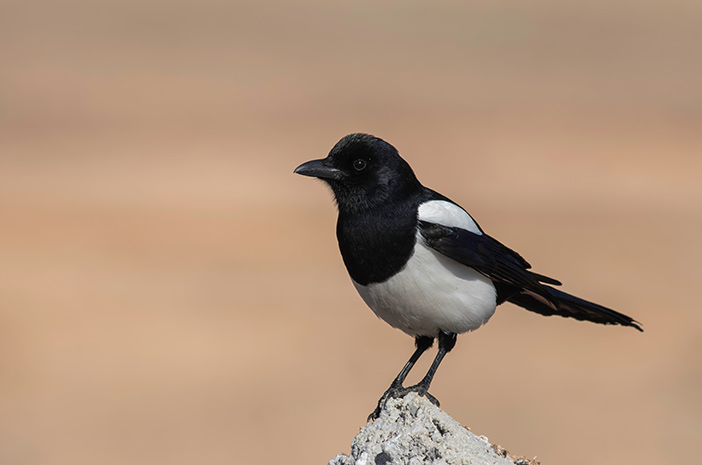 Waw Ternyata Air Kelapa Miliki Banyak Manfaat Untuk Burung Murai Batu Lho!